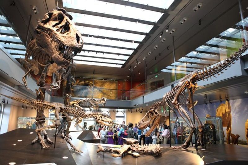 Natural History Museum Ticket in Los Angeles - Is the $17.99 Starting Price Good Value?
