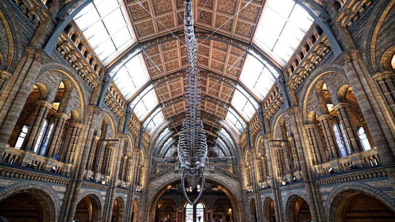 Natural History Museum tour in London - Mammals, marine life and the scale of nature