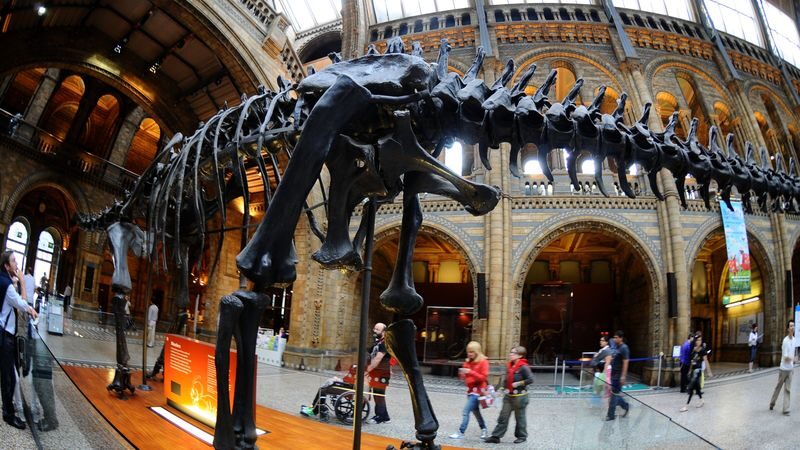 Natural History Museum tour in London - Human evolution and Earth sciences complete the route