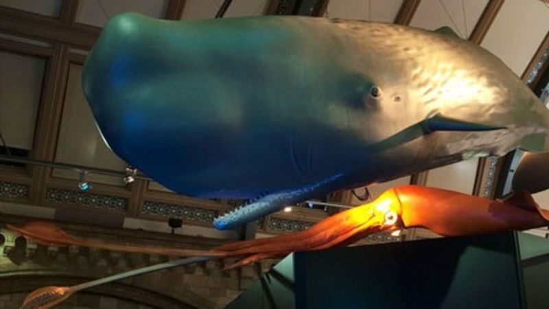 Natural History Museum tour in London - Two hours can be good value, if the guide delivers