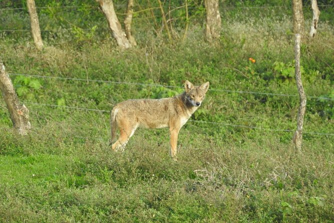 Natural History Tour at Curi Cancha Reserve in Monteverde - Tour Overview