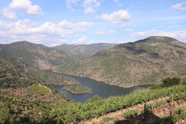 Natural Organic Wine Tastings / Farm Visit in Douro Valley - Experience Highlights