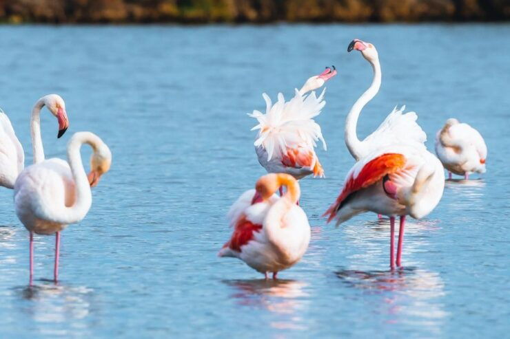 Natural Park of Albufera Des Grau: Hiking & Bird Watching - Activity Details