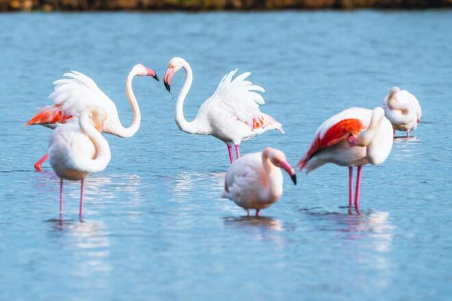 Natural Park of Albufera Des Grau: Hiking & Bird Watching - Experience