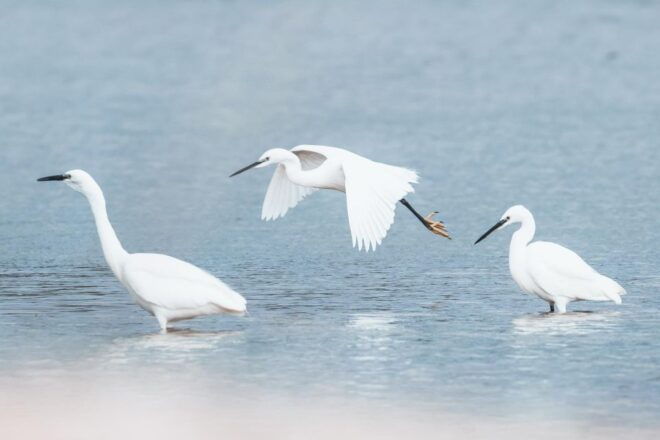Natural Park of Albufera Des Grau: Hiking & Bird Watching - Inclusions