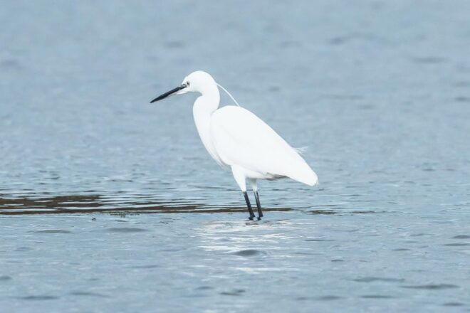 Natural Park of Albufera Des Grau: Hiking & Bird Watching - Background