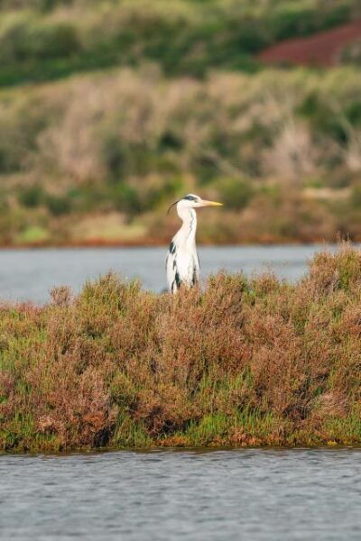 Natural Park of Albufera Des Grau: Hiking & Bird Watching - Directions