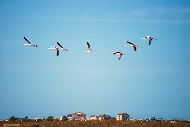 Natural Park Segway Tour With Seafood Lunch in Faro Island - Beachfront Exploration at Praia De Faro