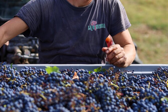 Natural Wine Experience - Price and Guarantee