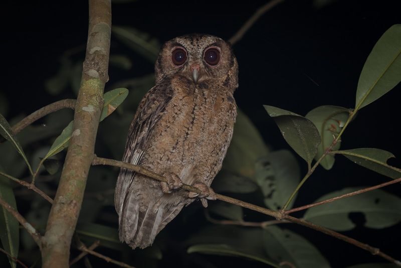 Naturalist Night Adventure by The Untamed Paths - Bukit Batok after dark