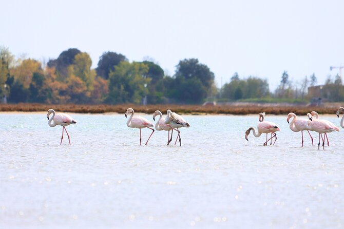 Naturalistic Kayak Class in Venice: Basic Training in the Lagoon - Confirmation and Accessibility Information