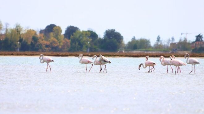 Naturalistic Kayak Class in Venice: Training in the Lagoon - Starting Point & Location