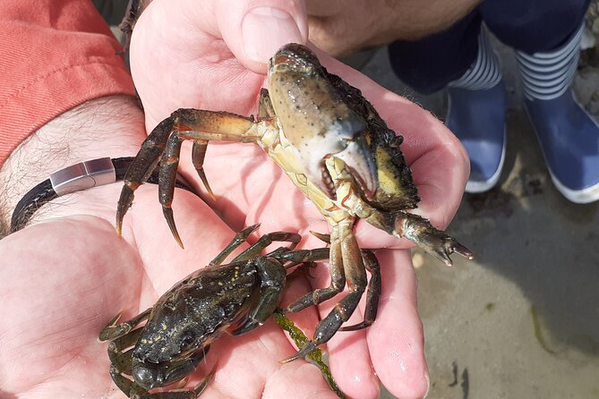Nature Activity in the Bay of St Brieuc - Inclusions and Activity Details