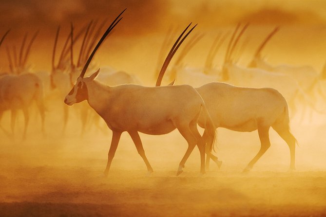 Nature and Wildlife Drive With Lunch- Must Do Experience - Experience Overview