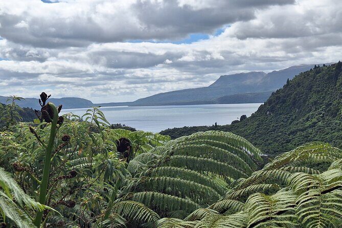 Nature at its best Lake Tarawera Treetop Walk and Forest Spas - Discovering Tauranga’s Natural Treasures