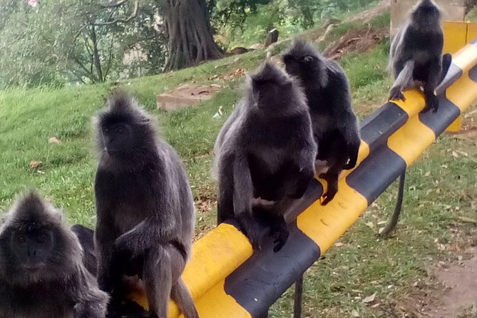 Nature At The Riverbank, Fireflies Watching By Row Boat (Guided) - What To Expect