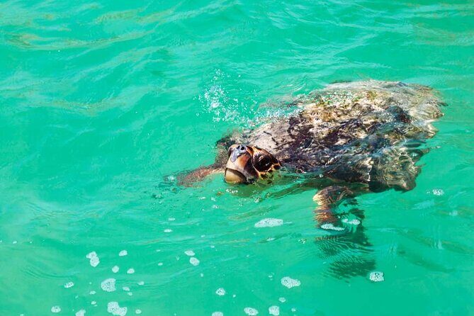 Nature Day, Sian Kaan Biosphere Tour! Round Transportation from Tulum City - An In-Depth Look at the Sian Kaan Biosphere Tour