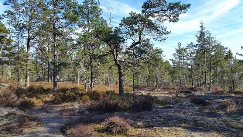 Nature Hike from Stockholm - Who Will Love This Tour?