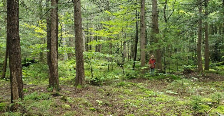 Nature Immersion at a Forest Sanctuary With Private Guide - Experience Highlights