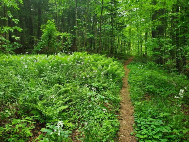 Nature Immersion at a Forest Sanctuary With Private Guide - Experience Structure