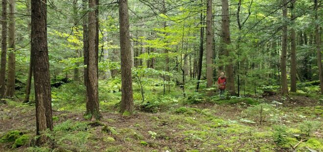 Nature Immersion at a Forest Sanctuary With Private Guide - Nature Immersion Details
