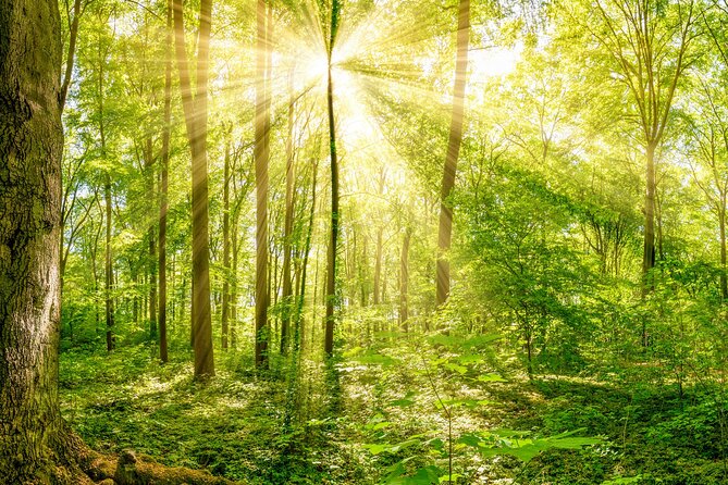 Nature Immersion Experience in Jupiter - Experience Details