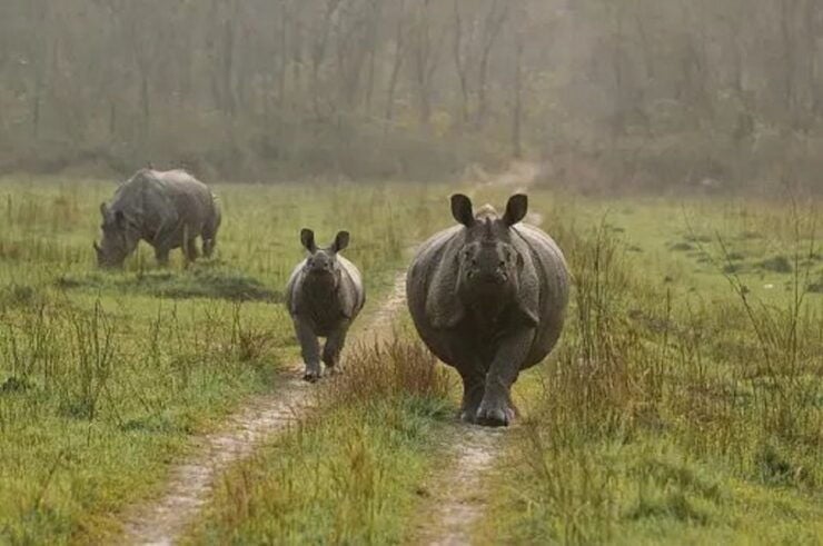 Nature Jungle Safari in Chitwan National Park 2 Night 3 Days - Experience Highlights