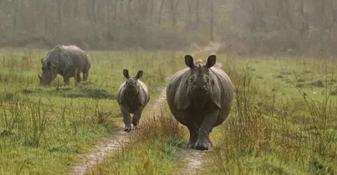 Nature Jungle Safari in Chitwan National Park 2 Night 3 Days - The Sum Up