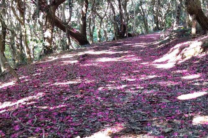 Nature Observation, Tumulus, Arts, Kobo Trails Tour of Sakushima - Tumulus Historical Site
