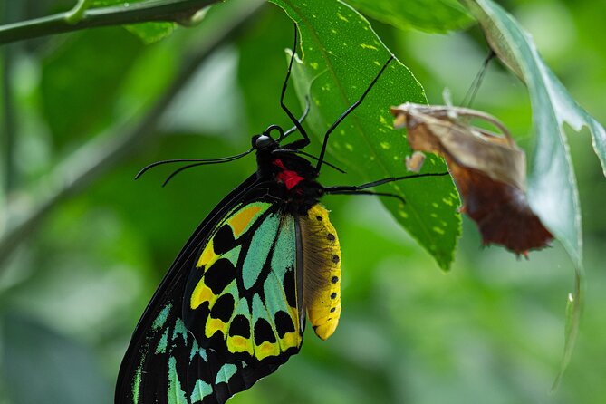Nature Photography Guided Walks: Cairns  - Cairns & the Tropical North - Traveler Photos