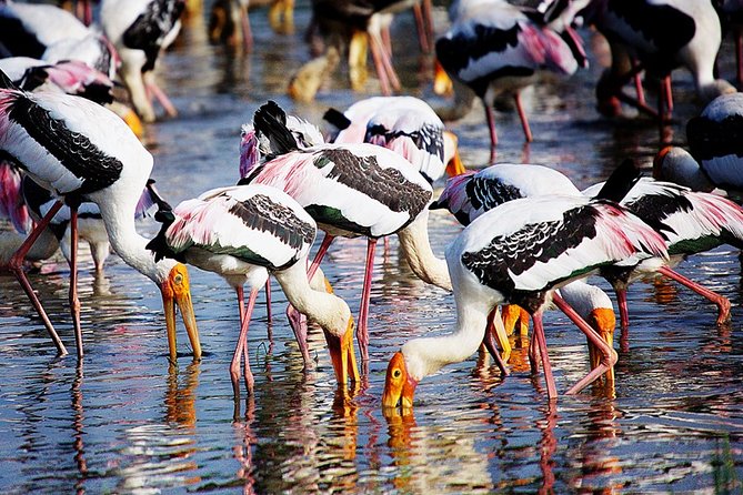 Nature Sri Lanka - Pickup and Meeting Details