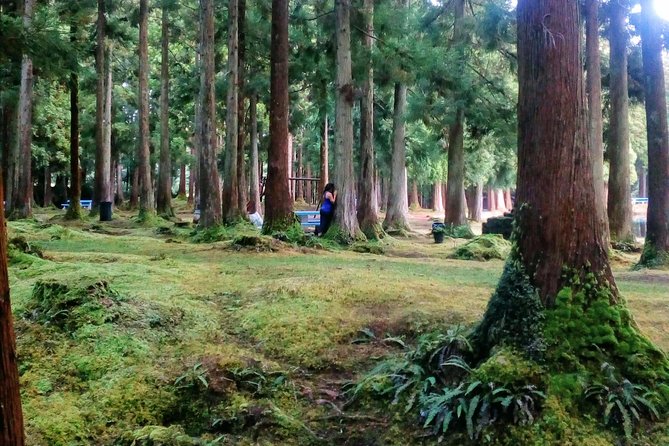 Nature Therapy Walks - Benefits of Nature Therapy Walks