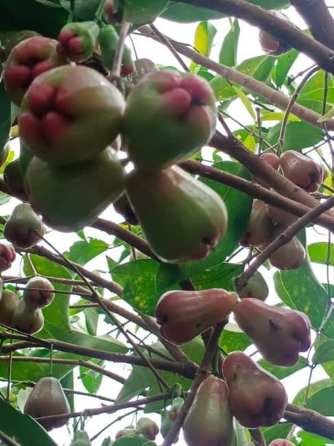 Nature tour through Battambang/Local area and landmarks - Authentic Insights from Previous Travelers