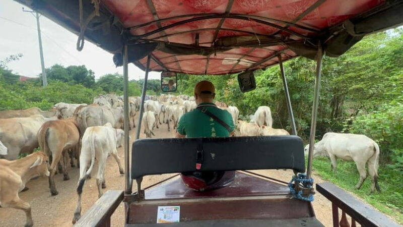 Nature tour through Battambang/Local area and landmarks - Why This Tour Offers Great Value