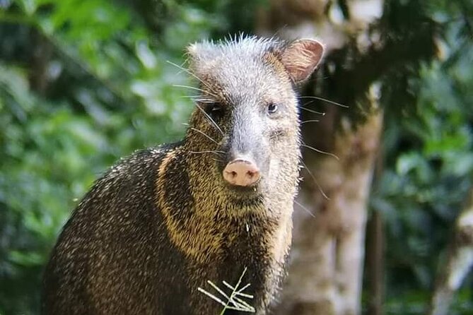Nature Tours: Explore Monteverde Cloud Forest Reserve - Tour Inclusions