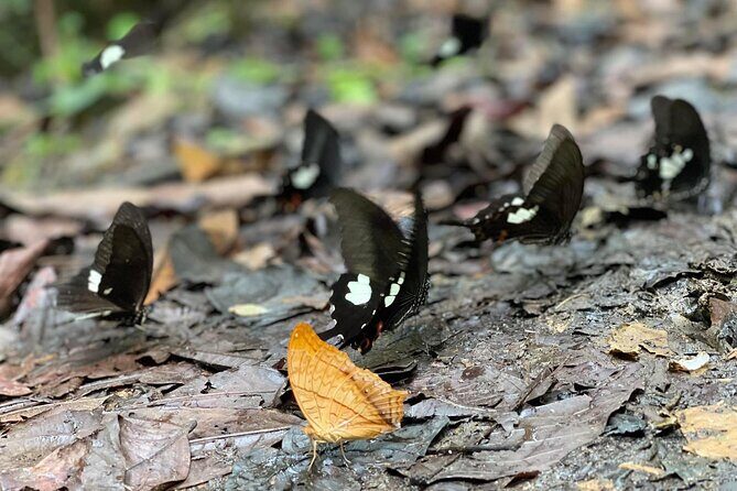 Nature Trails & Guided Adventures in Cuc Phuong National Park - Who Would Love This Tour?