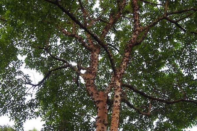 Nature Walk at Bukit Brown Cemetery - The Sum Up