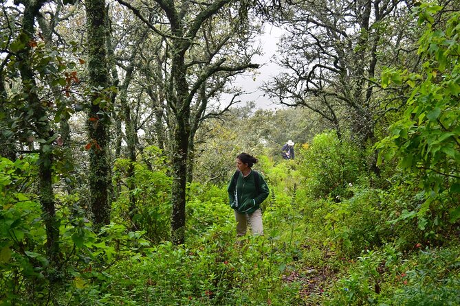 Nature Walk - Bufa Hill or Santa Rosa Area - Flora and Fauna in the Surrounding Area