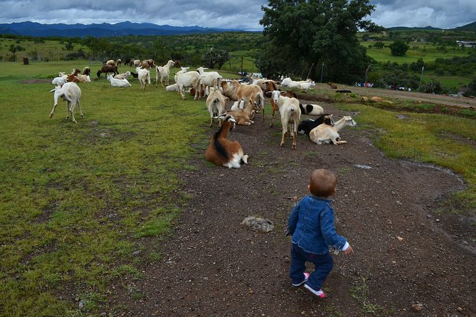 Nature Walk - Bufa Hill or Santa Rosa Area - Booking and Pricing Information