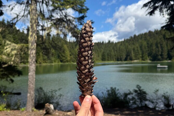 Nature Walk - A Walk Through Whistler’s Wild Side: Trail Quest Adventures’ Nature Walk Review