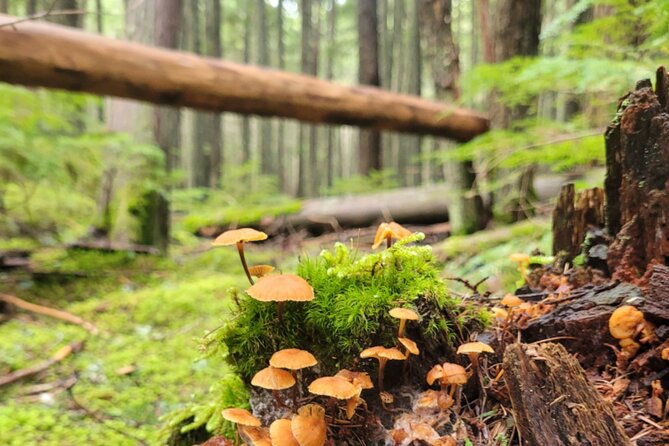 Nature Walk in Glacier National Park - Park Overview