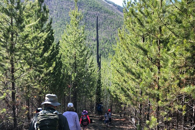 Nature Walk in Glacier National Park - Trail Highlights