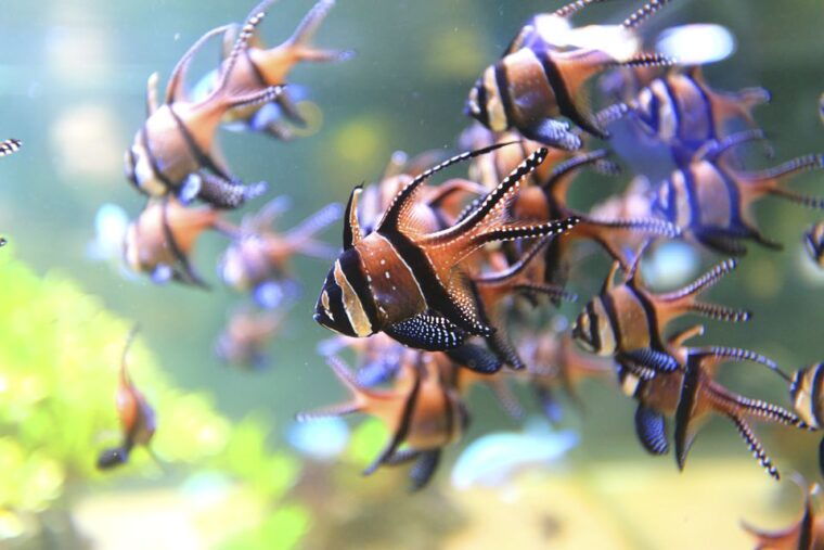 Nausicaá National Sea Center: Full-Day Entry Ticket - Customer Reviews and Ratings