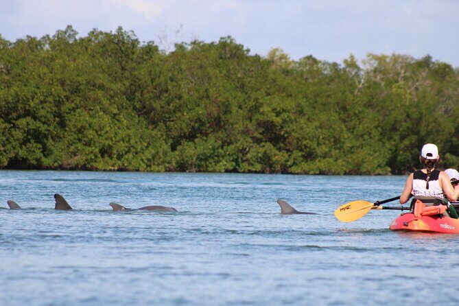 Nauti Exposures - Guided kayak tour through the Mangroves - A Deep Dive Into the Experience