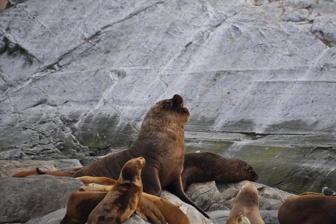 Navigation to the Penguins Island - USHUAIA - Beagle Channel - Boat Tour Experience