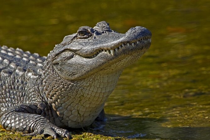 Nawlins Luxury: Large Airboat Swamp Tour With Transportation - Airboat Experience Details