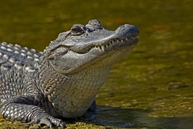 Nawlins Luxury: Pontoon Boat Swamp Tour With Transportation - Booking Information