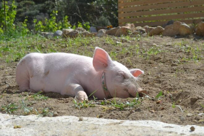 Naxos: Cooking Class, Animal Farm Experience With Meal - Expert Guidance From Instructors