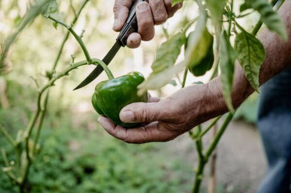 Naxos: Cooking Experience Near Kouros, Tour and Live Music - Booking and Cancellation Policies