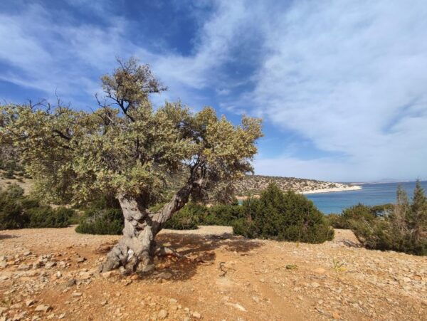 Naxos: Explore the Caves of the Unspoiledsouth-East Coast! - Itinerary and Departure Time